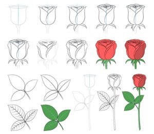 How to Draw a Rose