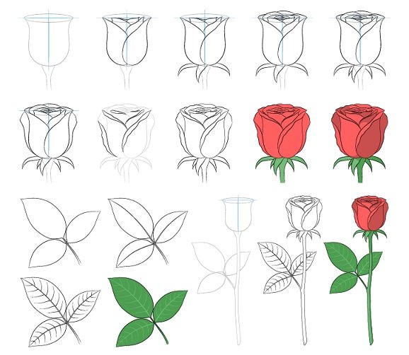 How to Draw a Rose